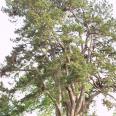 Tree which Pan climbs